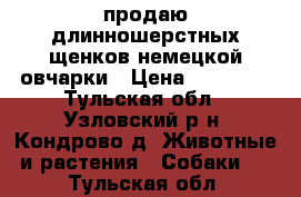 продаю длинношерстных щенков немецкой овчарки › Цена ­ 15 000 - Тульская обл., Узловский р-н, Кондрово д. Животные и растения » Собаки   . Тульская обл.